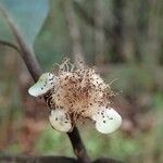 Eugenia ovigera Fruit