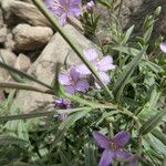 Epilobium palustre Blatt