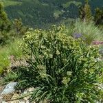 Bupleurum stellatum Habit