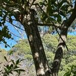 Stenocarpus sinuatus Kéreg/szár