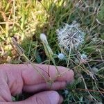 Hypochaeris albiflora Meyve