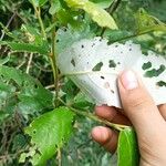 Alphitonia excelsa পাতা