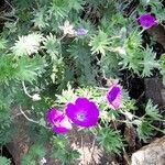 Geranium sanguineum आदत