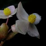 Begonia sikkimensis Συνήθη χαρακτηριστικά