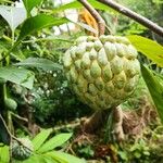 Annona squamosa Vrucht