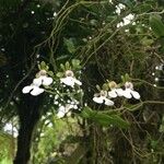Oeonia rosea Fiore
