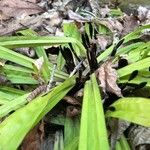 Carex plantaginea Leaf