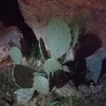 Opuntia engelmannii Leaf