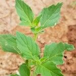 Solanum physalifolium Liść