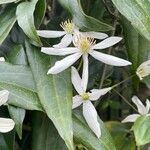 Clematis armandi Flor