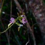 Ophrestia lyallii Flor