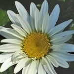 Leucanthemum maximum 花