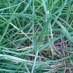 Cenchrus clandestinus Leaf