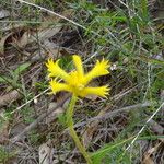 Anigozanthos humilis Λουλούδι