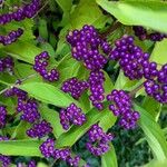 Callicarpa americana Fruto