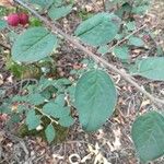 Cotoneaster zabelii Blad