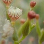 Centranthus angustifolius Hedelmä