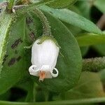 Salpichroa origanifolia Floro