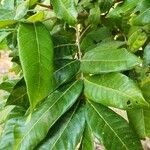 Dimocarpus longan Leaf