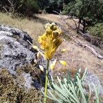 Allium flavum ফুল