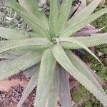 Aloe gariepensis Leaf