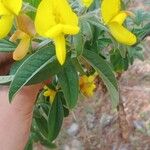 Cytisus villosus Flower