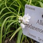 Allium zebdanense Цветок