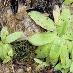 Pinguicula vulgarisDeilen