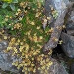 Saxifraga moschataKvet