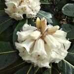 Rhododendron macabeanum Çiçek