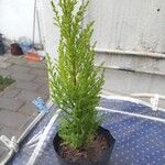 Hesperocyparis macrocarpa Plante entière