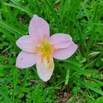 Zephyranthes carinata Blatt