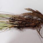 Carex esenbeckii Bark