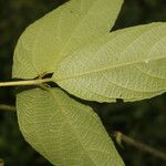Dalechampia websteri Hoja