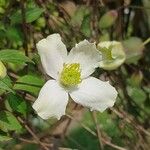 Clematis chrysocoma Flor