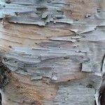 Betula dahurica Bark