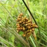 Juncus acutus Φρούτο