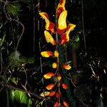 Thunbergia mysorensis Habitatea