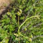 Eriogonum fasciculatum Kvet