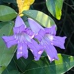 Bignonia callistegioides Virág