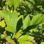 Crataegus maximowiczii Otro