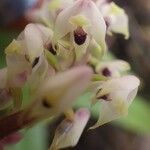 Polystachya elegans Flower