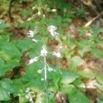 Circaea lutetianaFlower