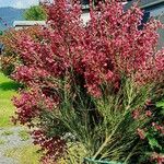 Chamaecytisus purpureus عادت داشتن