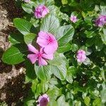 Catharanthus roseusBlodyn