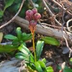 Chimaphila umbellata Fruto