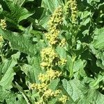 Chenopodium bonus-henricus Hábito