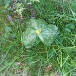 Trillium sessile 叶