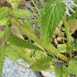 Agastache rugosa Likasa