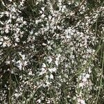 Retama raetam Fleur